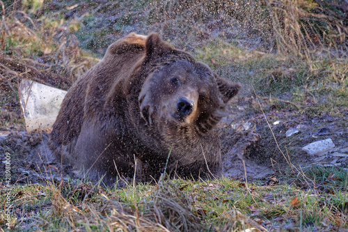 Quadro em tela Un ours brun se secoue !