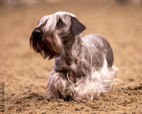 Cesky Terrier photo