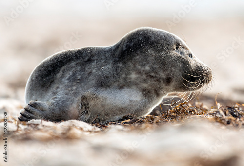 Fototapeta Naklejka Na Ścianę i Meble -  Seal on the beach on the Baltic Sea.