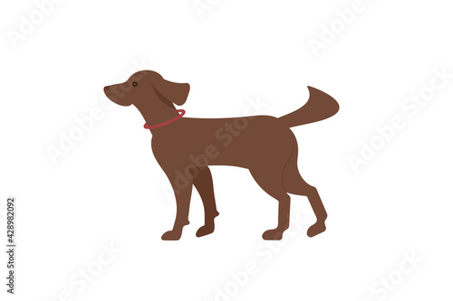 The hunting dog is an Irish red setter with a sports equipment on the neck-puller. Dog icon or logo element.Vector illustration. Flat style. Standard breed design  side view. Pet..