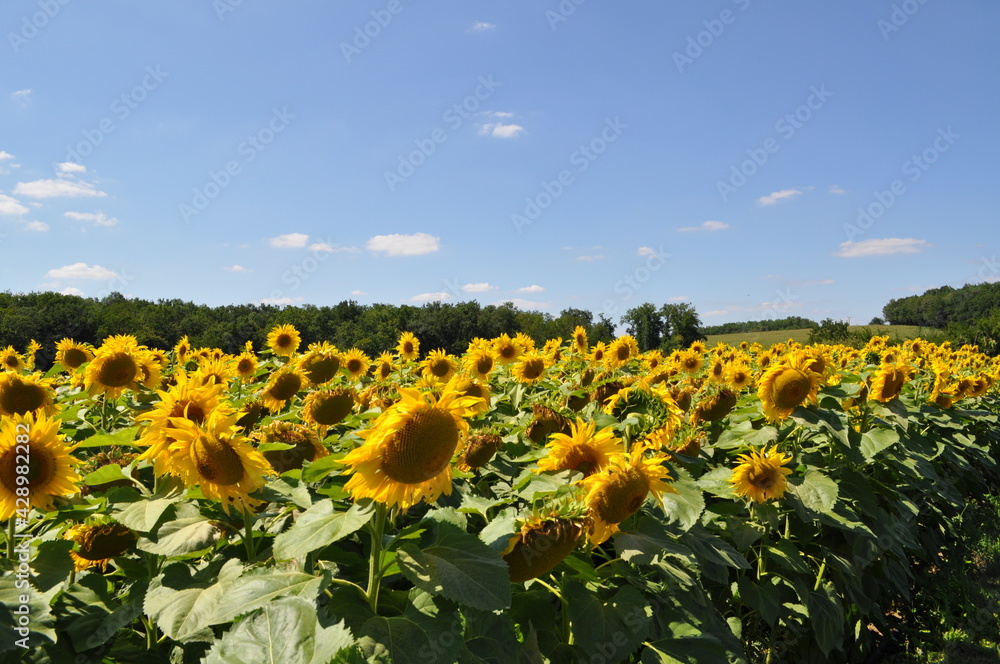 Obraz premium Sunflower field