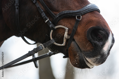 Fototapeta Naklejka Na Ścianę i Meble -  Detail von einem Pferdemaul mit Schaum auf den Lippen