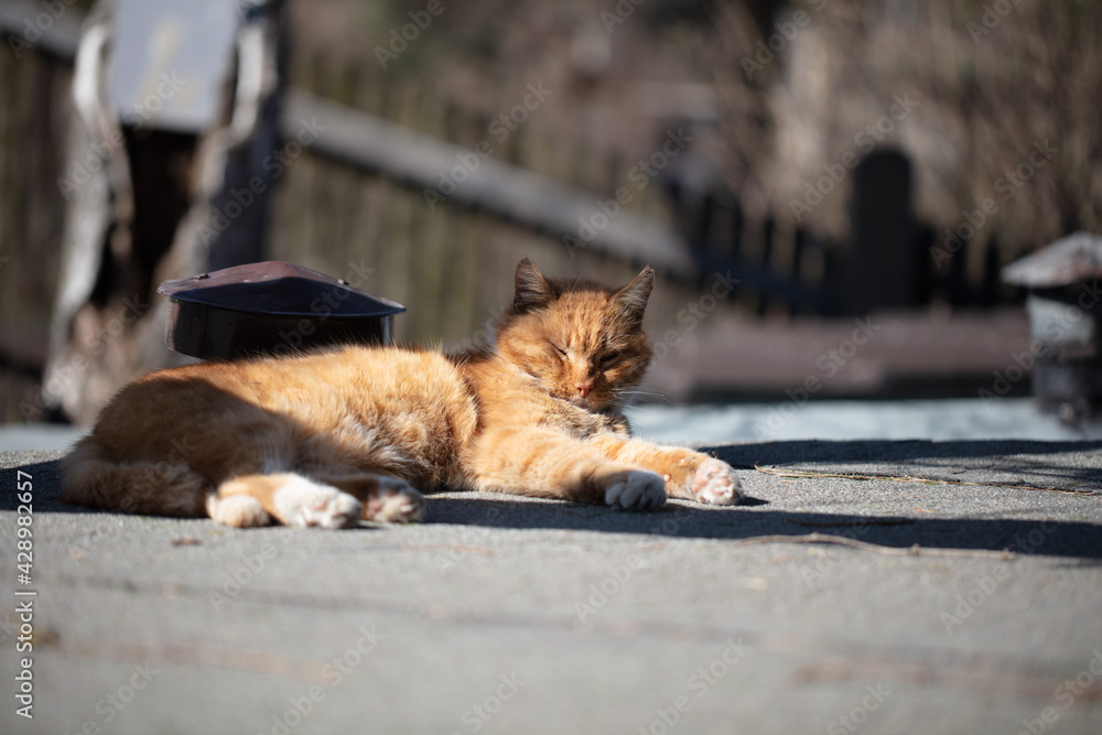 Lazy Cat sunbathing. Lazyness at its finest. Lazy Cat sunbathing. Lazyness at its finest.