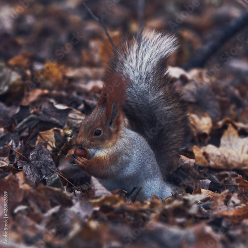 Cute little forest squirrel in the autumn forest
