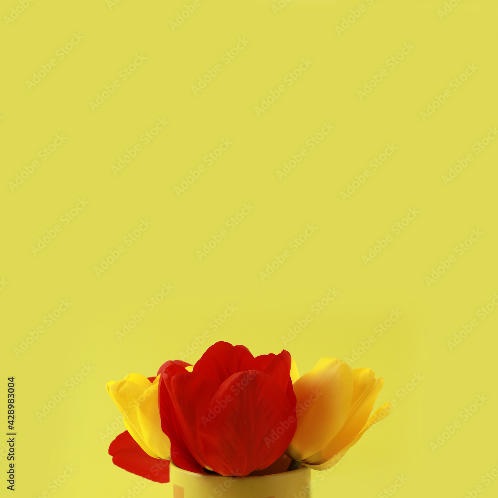 Fototapeta premium Red and yellow tulips on a yellow background