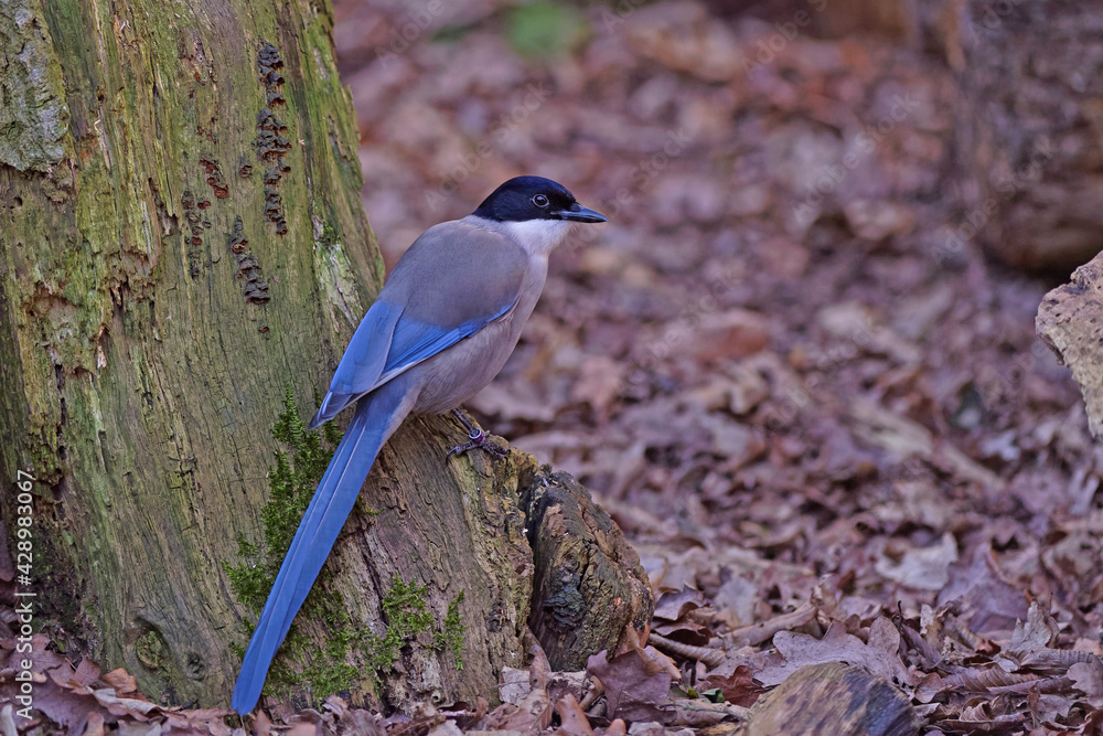 Obraz premium Pie bleue ibérique