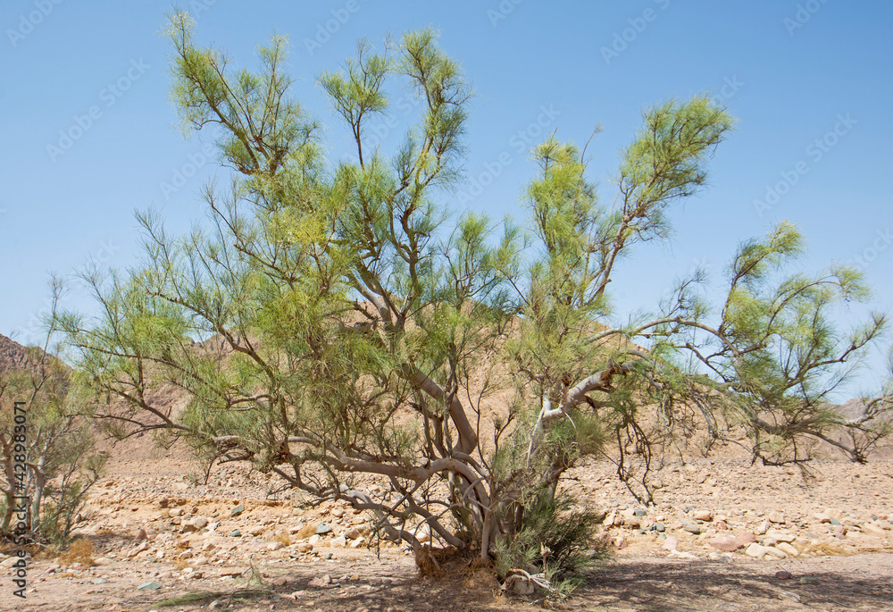 Barren desert landscape in hot climate with acacia tree Barren desert landscape in hot climate with acacia tree