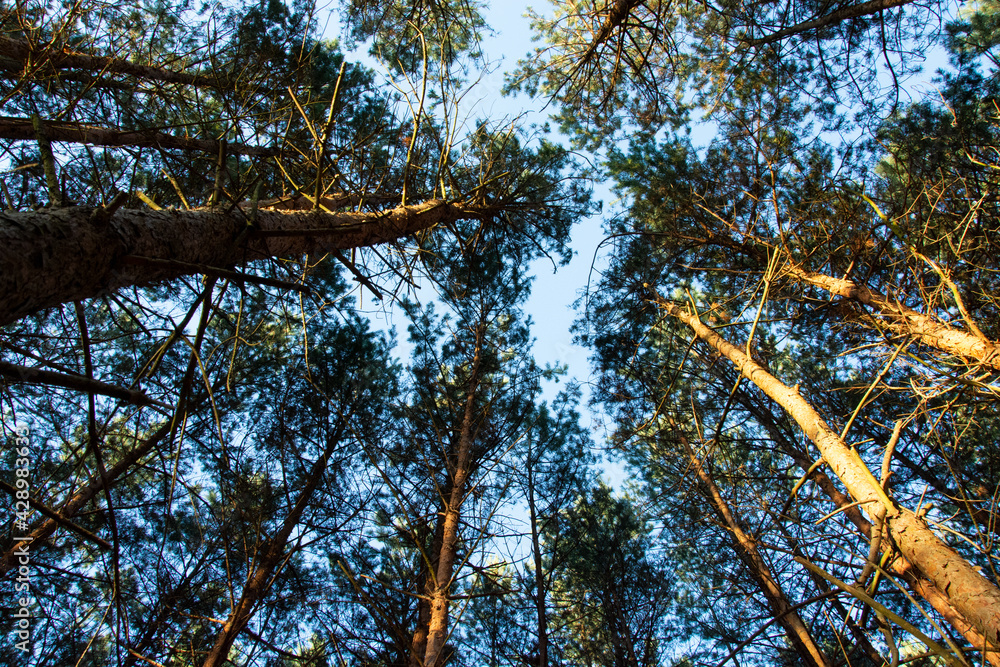 Fototapeta premium autumn in the forest sunset bottom view