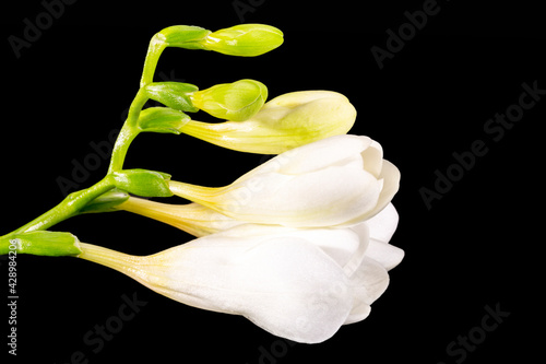 Flowers of beautiful white freesia isolated on black background, close up