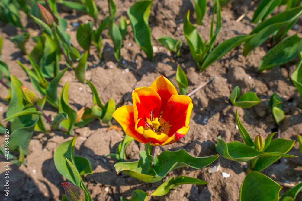 Colorful tulips in an agricultural field in sunlight below a blue cloudy sky in spring, Almere, Flevoland, The Netherlands, April 19, 2021 Colorful tulips in an agricultural field in sunlight below a blue cloudy sky in spring, Almere, Flevoland, The Netherlands, April 19, 2021