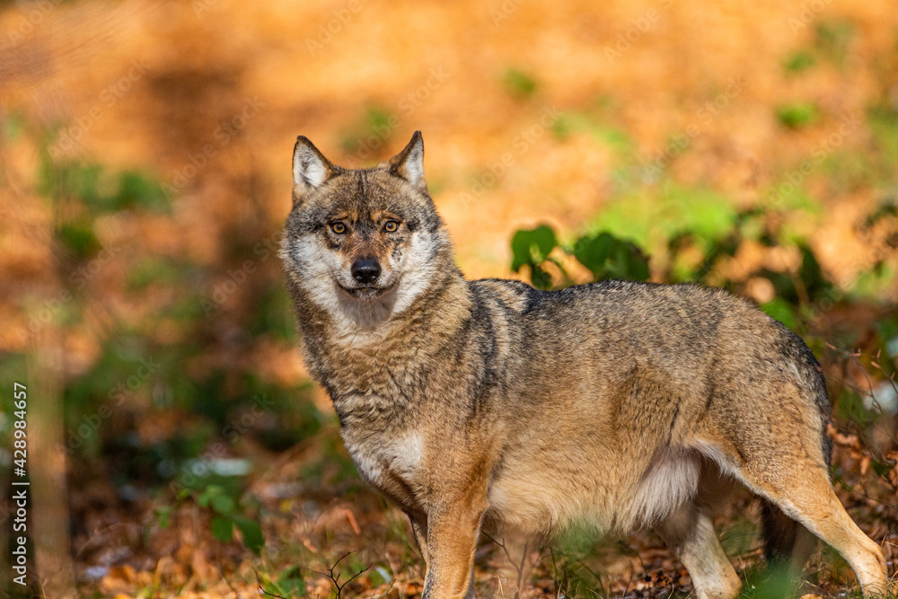 Eurasian wolf walks around in the forests of Europe and Asia Eurasian wolf walks around in the forests of Europe and Asia