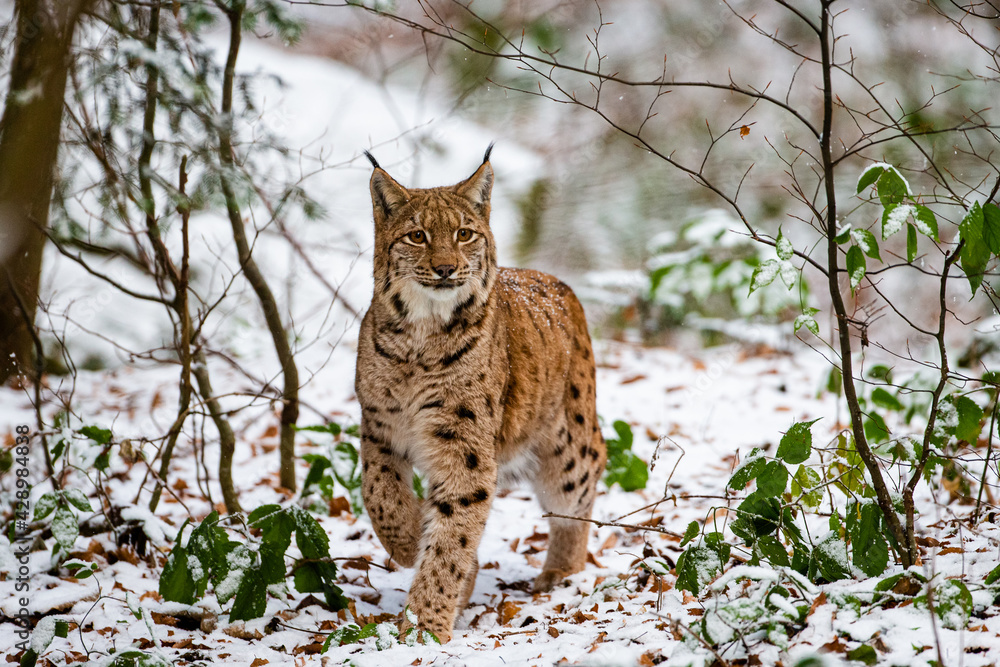 Eurasian Lynx walks around in the forests of Europe Eurasian Lynx walks around in the forests of Europe