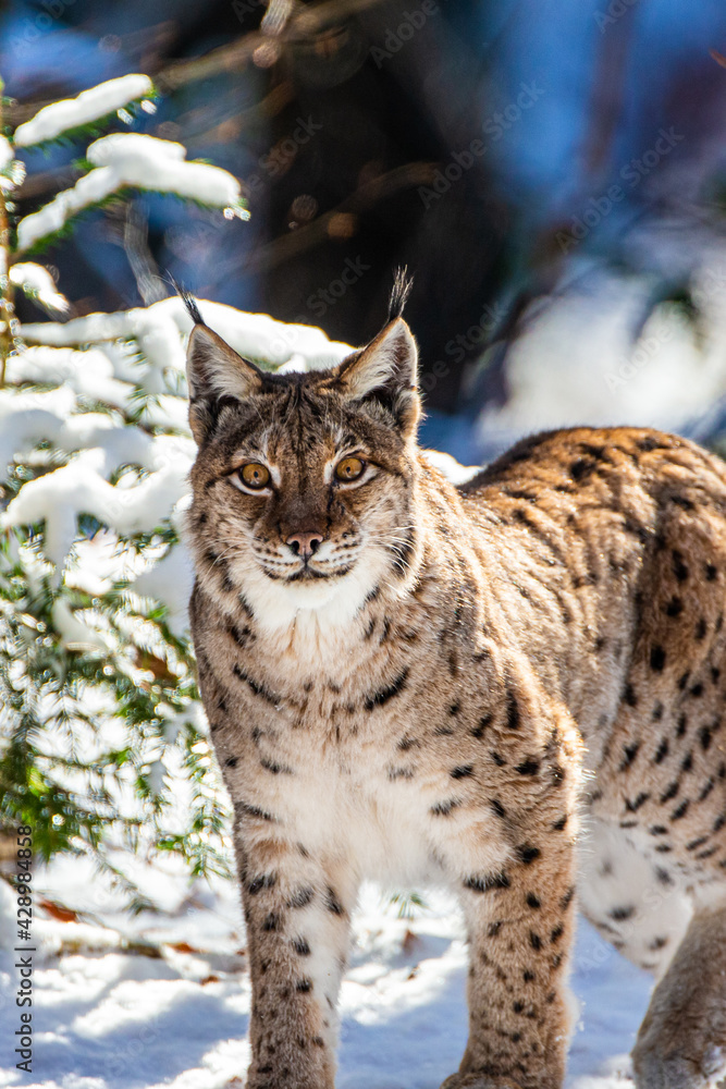 Obraz premium Eurasian Lynx walks around in the forests of Europe