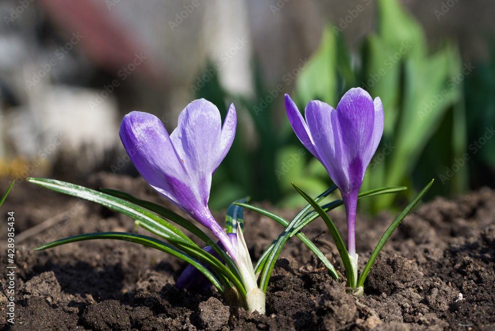A wonderful spring flower crocus, a brightly colored early decoration of parks and meadows. Amazing crocus flowers. A wonderful spring flower crocus, a brightly colored early decoration of parks and meadows. Amazing crocus flowers.