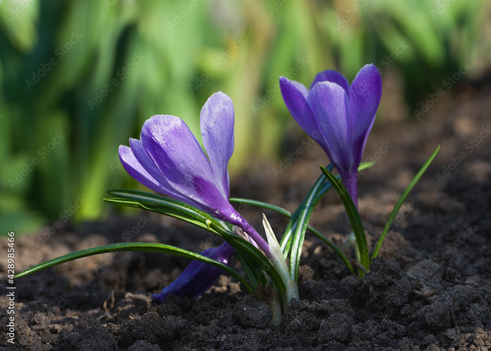 A wonderful spring flower crocus, a brightly colored early decoration of parks and meadows. Amazing crocus flowers.