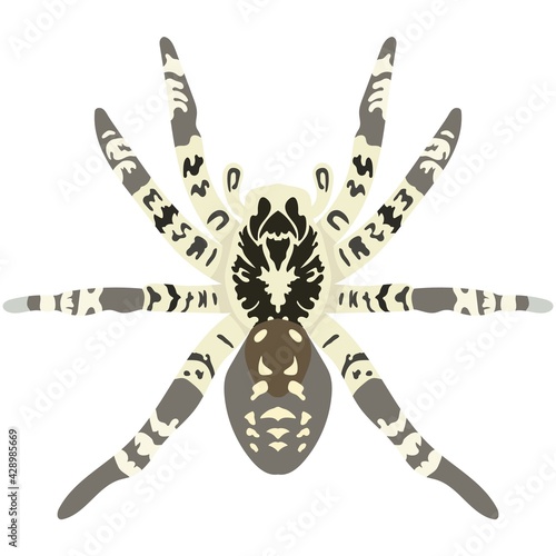 Vector spider lycosa singoriensis illustration isolated on white