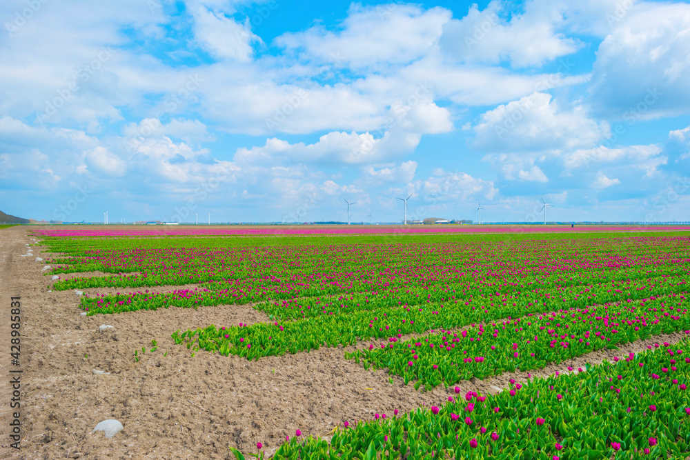 Colorful tulips in an agricultural field in sunlight below a blue cloudy sky in spring, Almere, Flevoland, The Netherlands, April 19, 2021