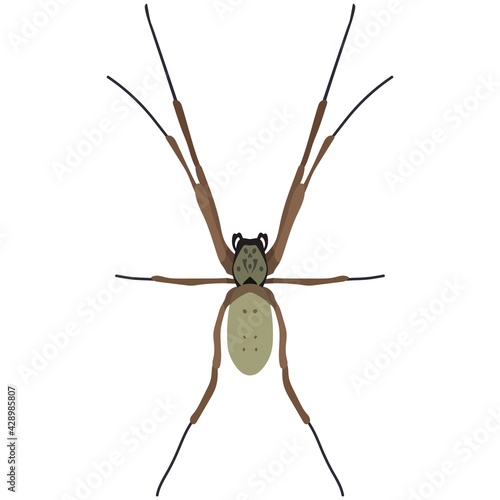 Vector spider nephila edulis illustration isolated on white