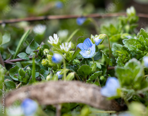 forget me not flowers