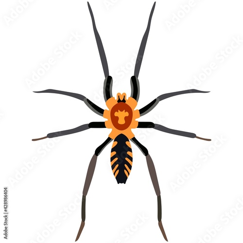 Vector spider exotic dipluridae insect species illustration