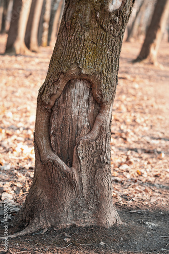 The bark of the tree  spread out along the trunk. The hollow tree standing in the park