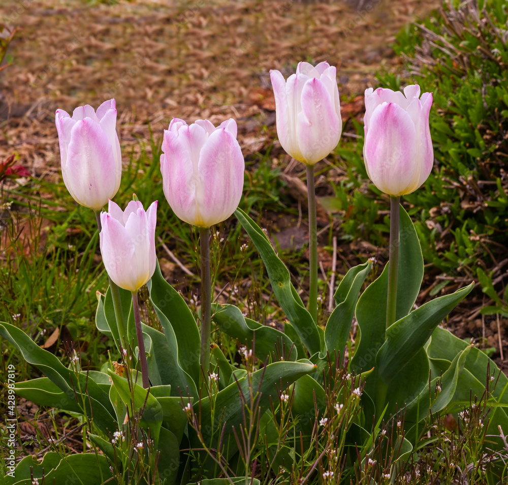 Beautiful tulips in spa gardens of Baden Baden. Baden Wuerttemberg, Germany, Europe Beautiful tulips in spa gardens of Baden Baden. Baden Wuerttemberg, Germany, Europe