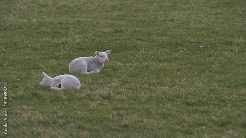 Two lambs resting in a farmers field in Springtime