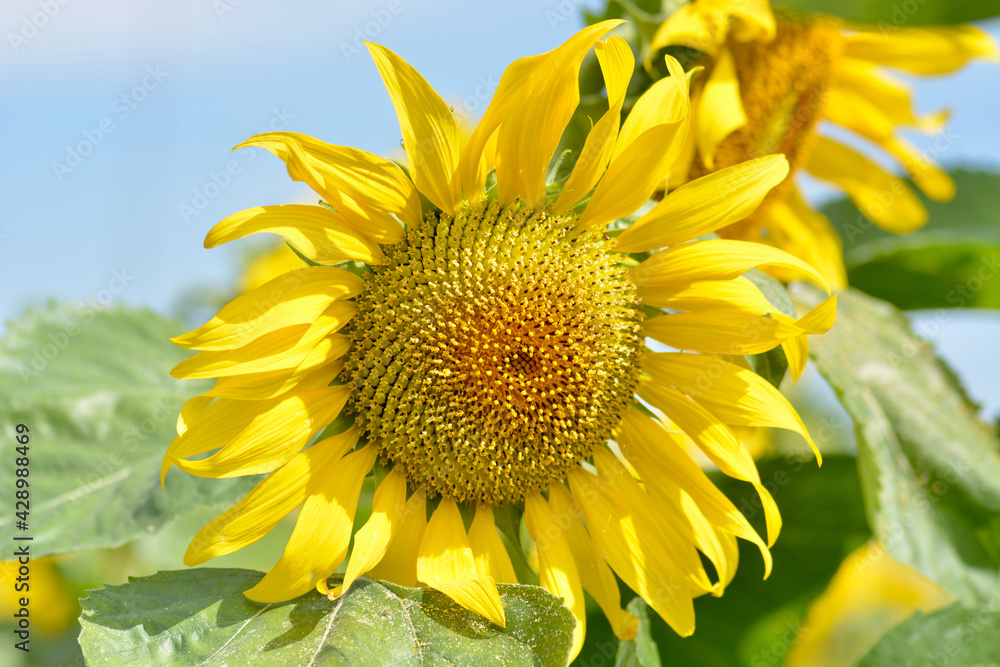 Naklejka premium sunflower on a blue background