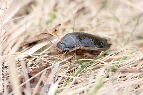 Diving beetle among the grass near the shore of the reservoir