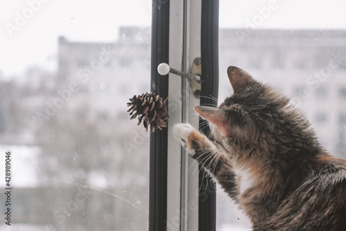 Cute gray and white cat, kitten having fun and playing while posing closeup