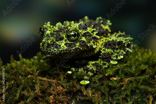 Vietnamese mossy frog on a mossy branch