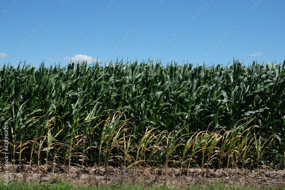 Fototapeta premium Corn plantation under a clear blue sky on a sunny day. Agricultural landscape.