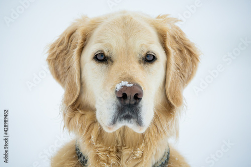 Golden Retriever in the snow