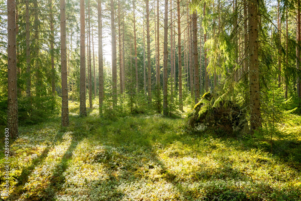 Fototapeta premium Sunlight morning in a natural forest of spruce and pine tree with mossy green boulders.