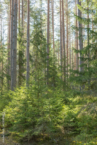 Sunlight morning in  a natural forest of spruce and pine tree with mossy green boulders.