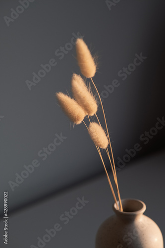 Fluffy tan bunny tails grass Lagurus in the sunset rays. Scandinavian style floral home decor.