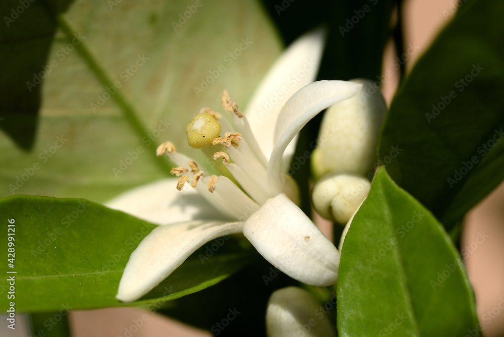 Obraz premium fleur de mandarinier
