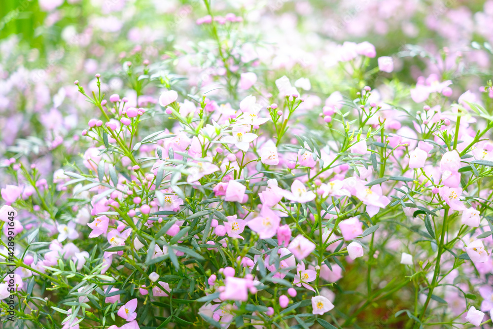 Foto Stock ボロニア ピナータの花 淡い色合いで花言葉の通り芳香な香りが漂い 心が和む Adobe Stock