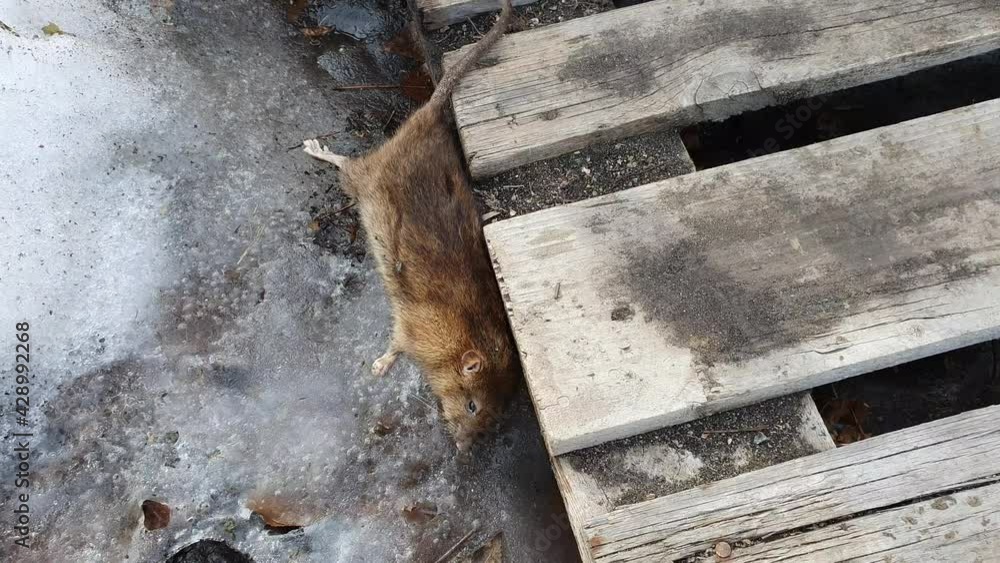 A dead rat laying on a ground. Poison for rats concept A dead rat laying on a ground. Poison for rats concept