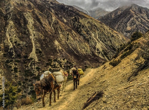 Two horses carrying bags in mountains