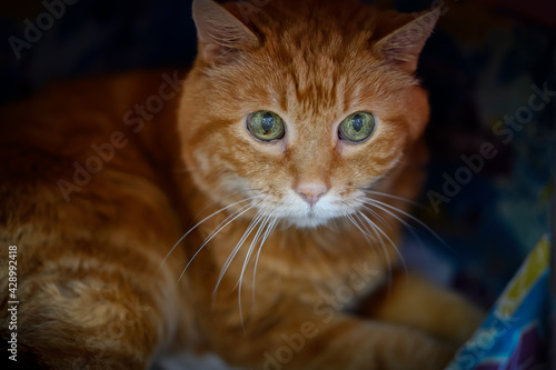 Sleepy red cat. Selective focus on eyes. © Vladimir Arndt