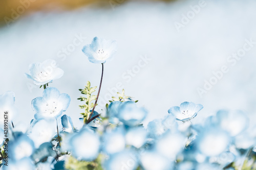 Blooming Nemophila Flowers in Hitachi Seaside Park in Ibaraki Prefecture in Japan in Spring   Botanical or Floral Image  Nobody