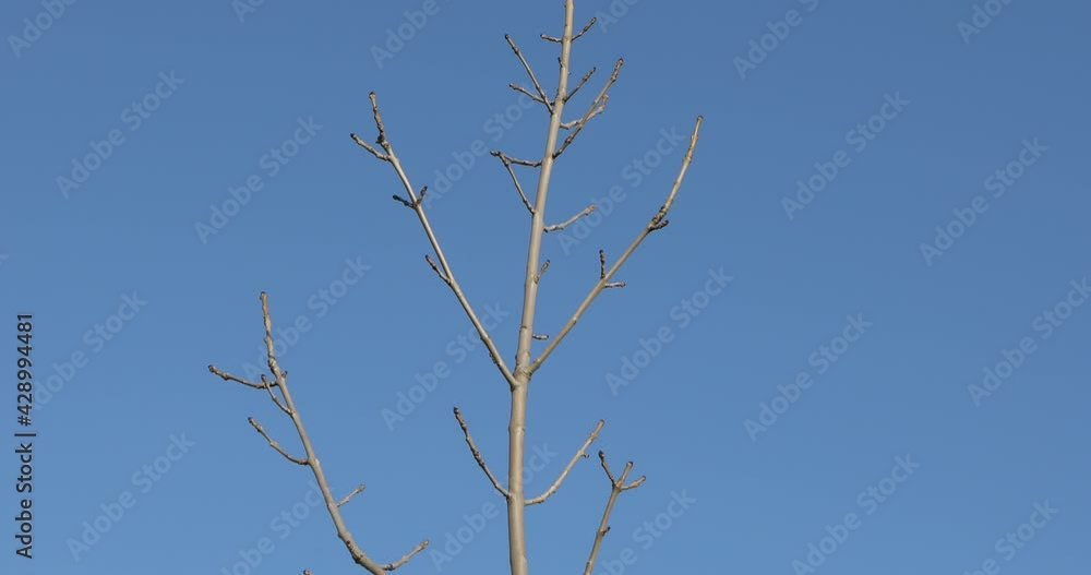 Tree bare without leaves in winter Tree bare without leaves in winter