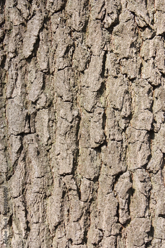 bark of an old tree