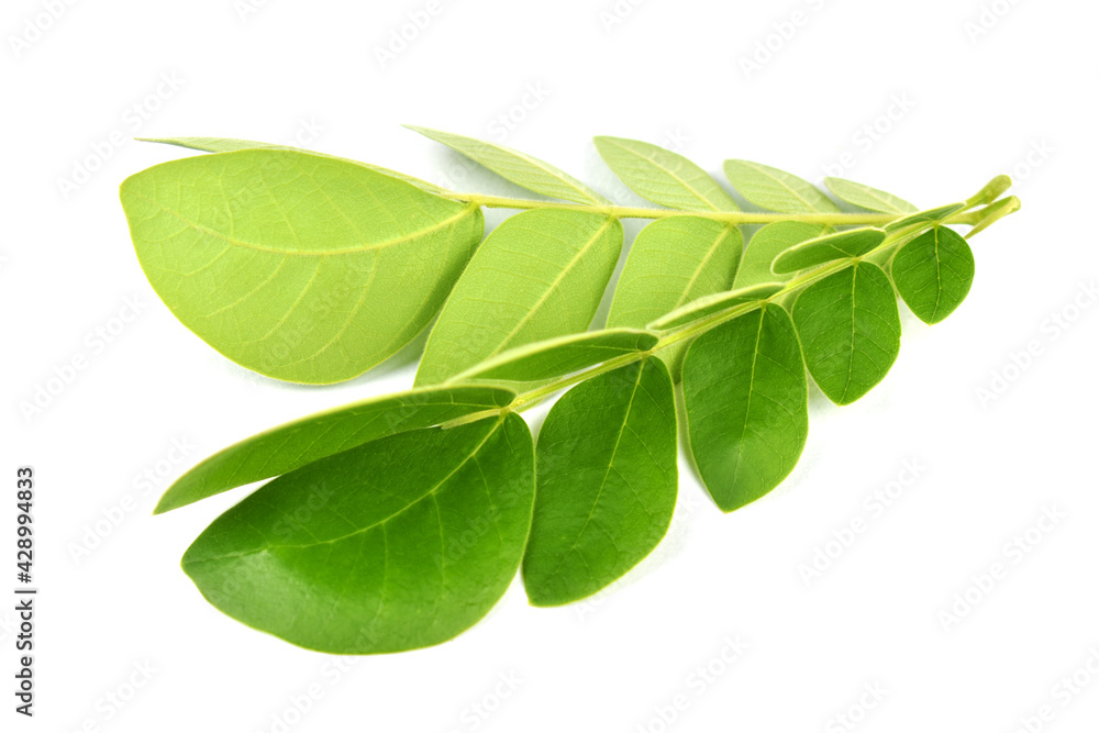 fresh green leaves fresh green leaves