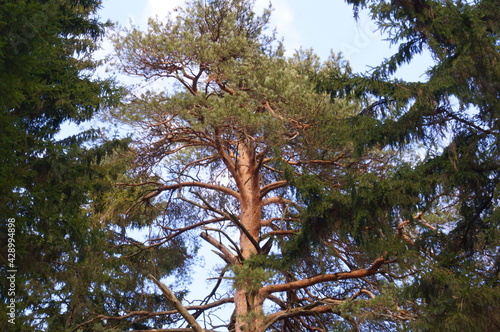 Pine tree in forest 