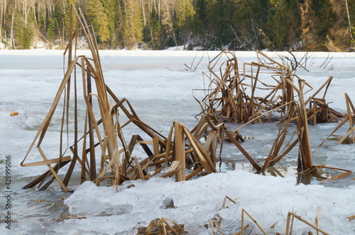 Dry cattail, frozen in the thawed ice of a frozen lake