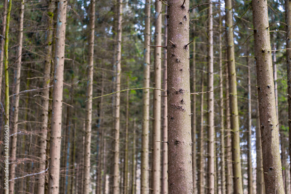 A grove of pine trees planted in a straight line, forest nature landscape background long and tall trunks A grove of pine trees planted in a straight line, forest nature landscape background long and tall trunks