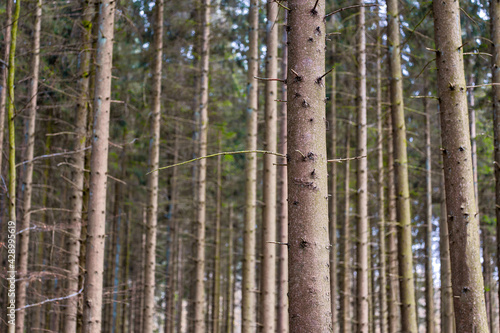 A grove of pine trees planted in a straight line  forest nature landscape background long and tall trunks