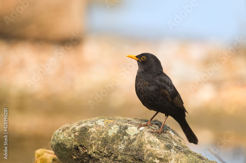 Male blackbird in nature © MartinW